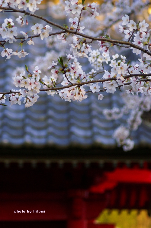 桜景２。_a0144721_13421438.jpg
