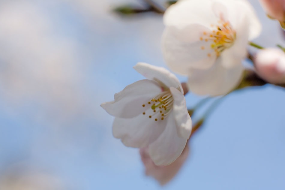 Cherry blossoms_c0002222_10313994.jpg