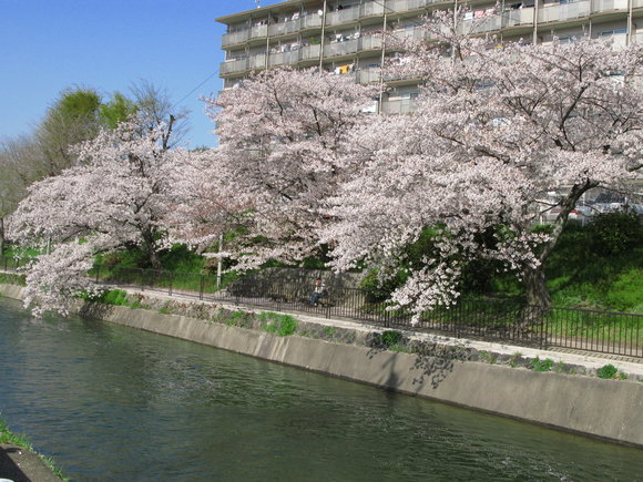 桜紀行_b0164726_2126239.jpg