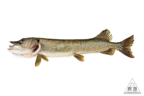 099 Muskoka ~巨大魚をみた~_c0211532_16573640.jpg
