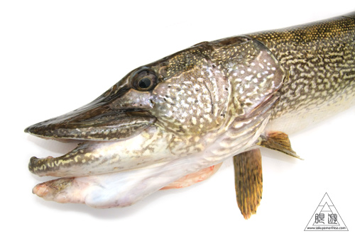 099 Muskoka ~巨大魚をみた~_c0211532_17222225.jpg