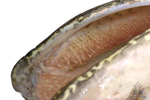 099 Muskoka ~巨大魚をみた~_c0211532_1726655.jpg