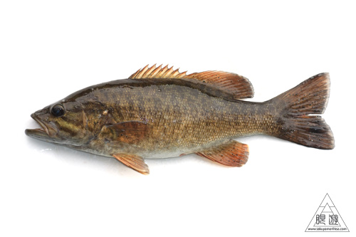 099 Muskoka ~巨大魚をみた~_c0211532_17551299.jpg