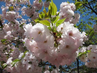 桜 さくら_d0010432_16425155.jpg
