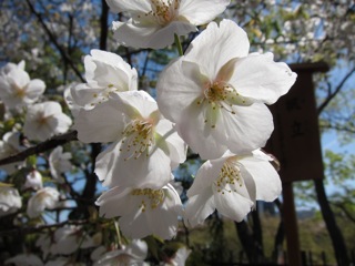 桜 さくら_d0010432_16431659.jpg