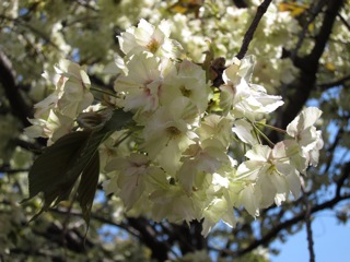 桜 さくら_d0010432_16434283.jpg