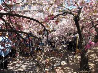 桜 さくら_d0010432_1643476.jpg