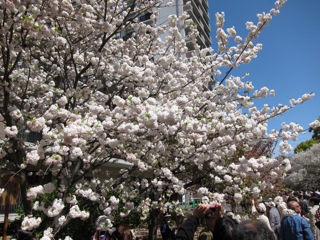 桜 さくら_d0010432_16435352.jpg