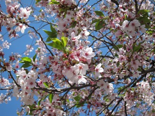 桜 さくら_d0010432_16442167.jpg
