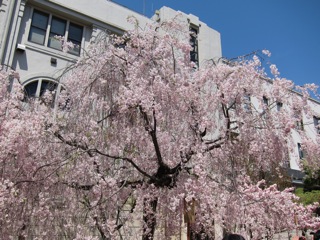 桜 さくら_d0010432_16443514.jpg