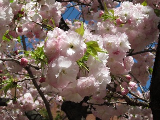 桜 さくら_d0010432_1644617.jpg