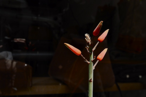 Aloe plicatilis_b0172633_124848.jpg