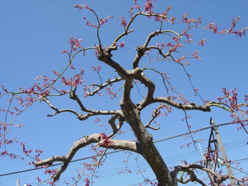 枝垂れモミジの芽を気ままに剪定 だって おばちゃんだもん