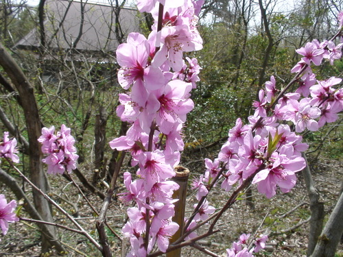 e0166734_20403626.jpg
