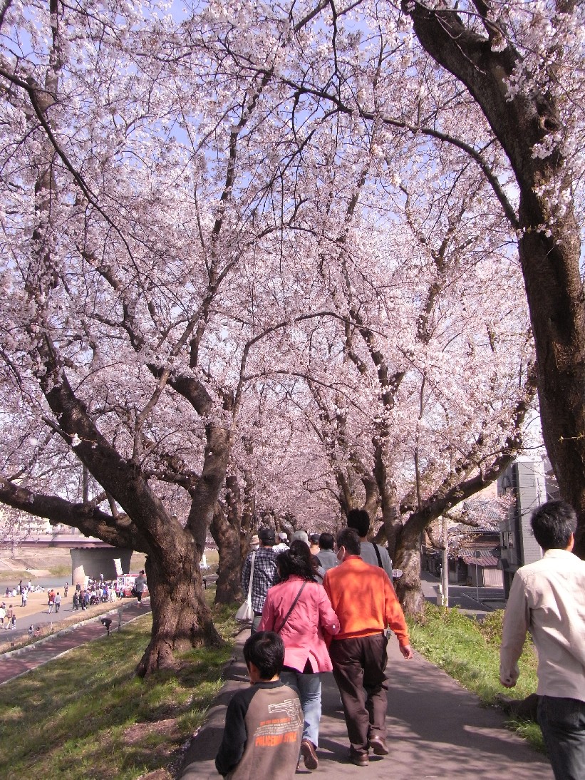 ふくい桜のトンネル　o(*^▽^*)o_c0144638_230048.jpg