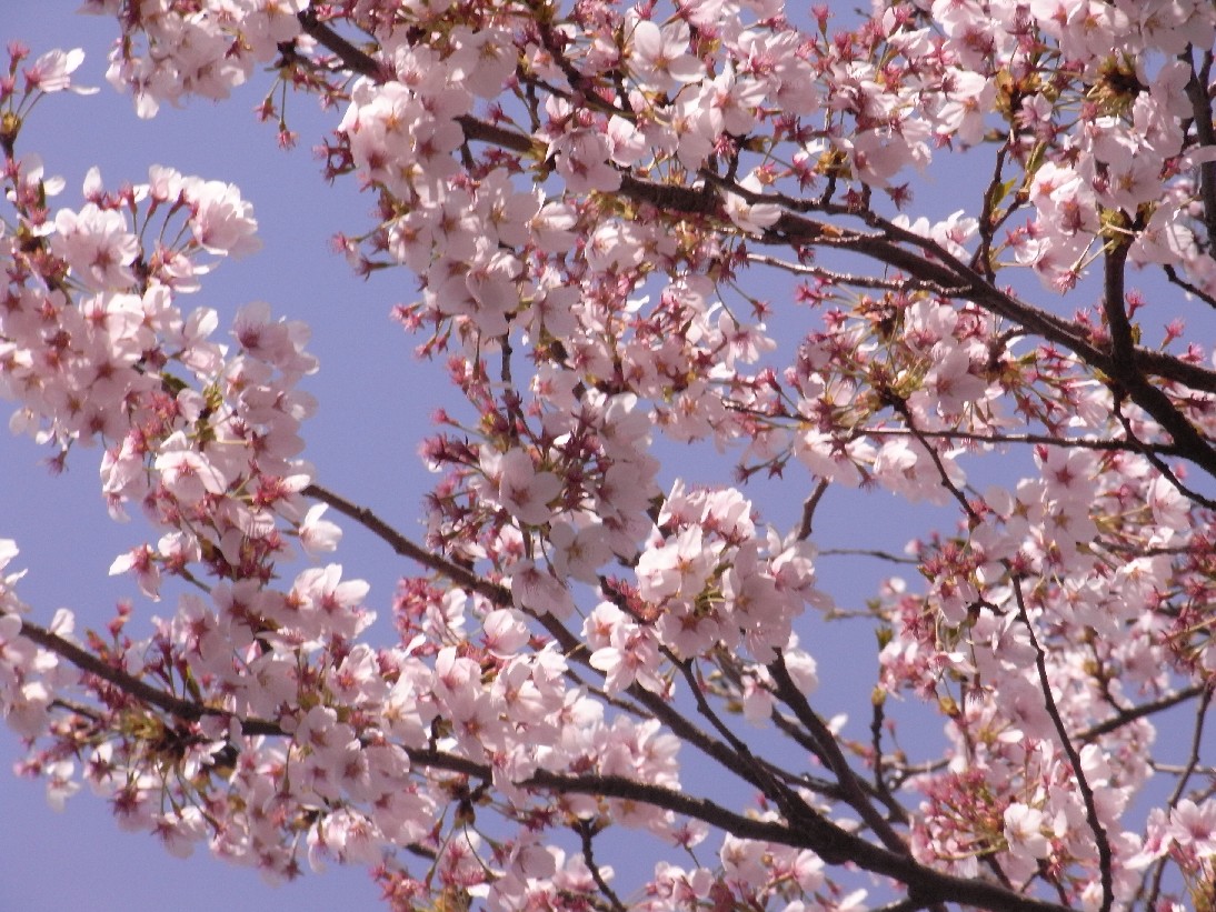 ふくい桜のトンネル　o(*^▽^*)o_c0144638_2313410.jpg