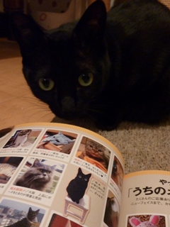CREAcatクレアキャット掲載猫 空しぇるのぇるろった編。_a0143140_2352690.jpg