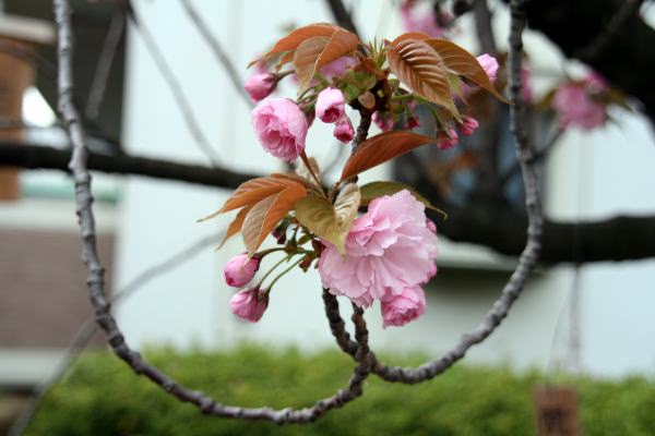 造幣局の桜の通り抜け_c0196340_19121872.jpg