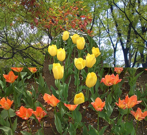 公園は丸ごと春たけなわ。_e0151340_16143611.jpg