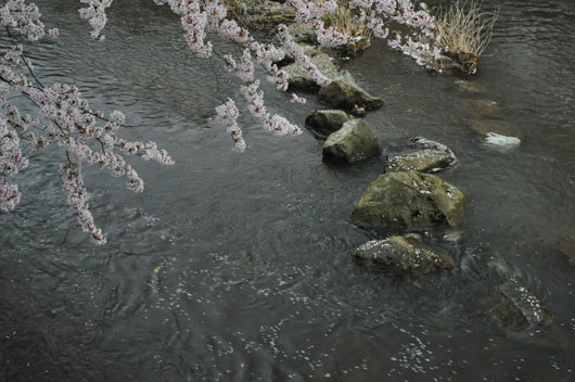 伏見川の桜(4)_c0093046_1885285.jpg