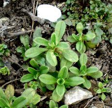 春の畑の雑草 ミミナグサ ホトケノザ タネツケバナ 向こうの谷に暮らしながら 春の畑の雑草 ミミナグサ ホトケノザ タネツケバナ 向こうの谷に暮らしながら