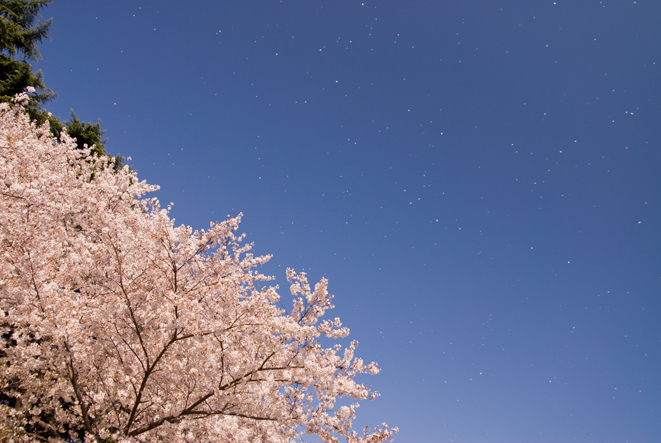 桜 ＠新宿御苑  2011.04.14. （Thu）_c0089950_18113961.jpg