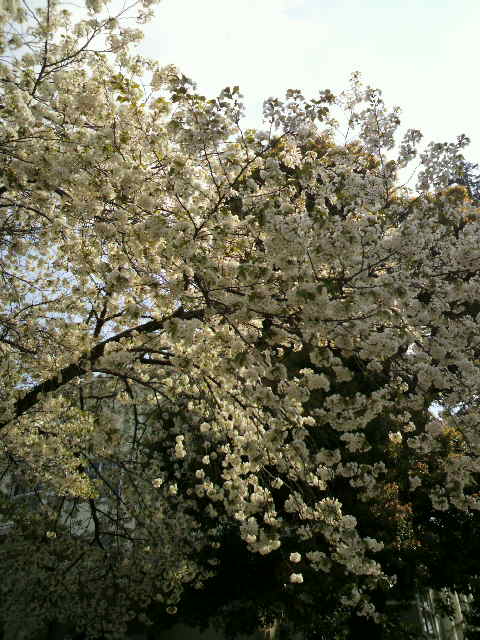 花見で飲みまくったので_e0065350_244247.jpg