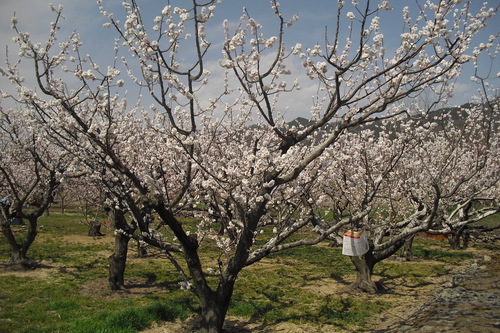 待ってました。杏・桜_e0169952_1631812.jpg