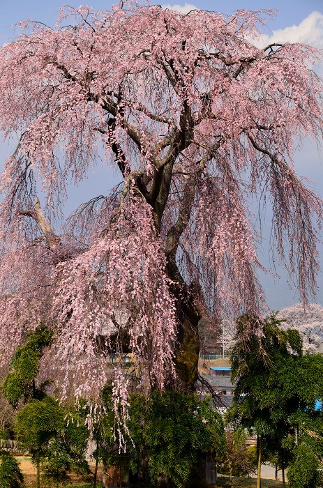 駒ヶ根市東伊那の枝垂桜_c0050853_2154298.jpg