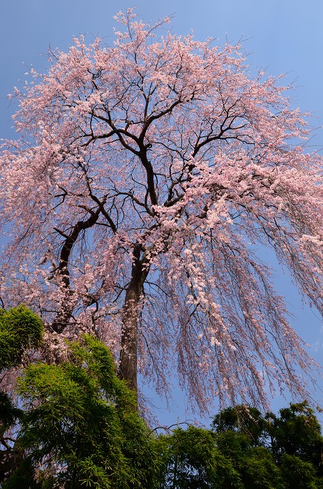 駒ヶ根市東伊那の枝垂桜_c0050853_2155247.jpg