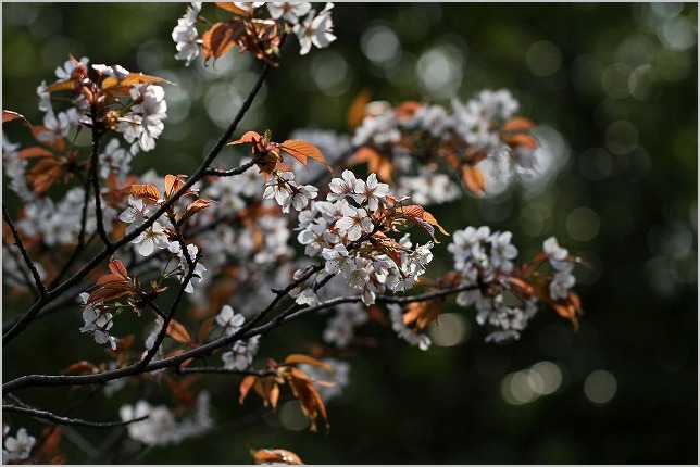 児島　宇野津　呼松の桜_b0210154_17435274.jpg