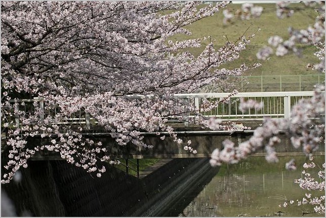 児島　宇野津　呼松の桜_b0210154_17444070.jpg