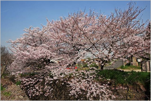 児島　宇野津　呼松の桜_b0210154_17474089.jpg