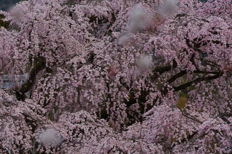 桜-01_c0101558_12254816.jpg