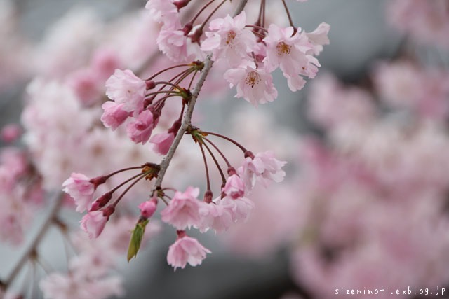 日＊花＊里かめら倶楽部_f0147858_16354691.jpg