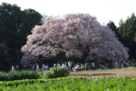 吉高の大桜_a0157159_16461860.jpg