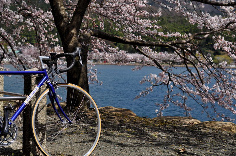 海津大崎　桜満開_e0053660_18481397.jpg