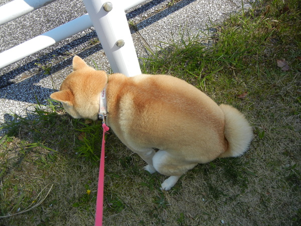 2011年4月17日(日)今日もブルーベリーヒルへ!_f0060461_20463546.jpg