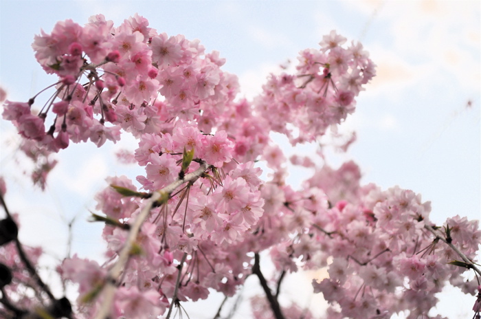 清水の枝垂桜。_e0125762_23113220.jpg