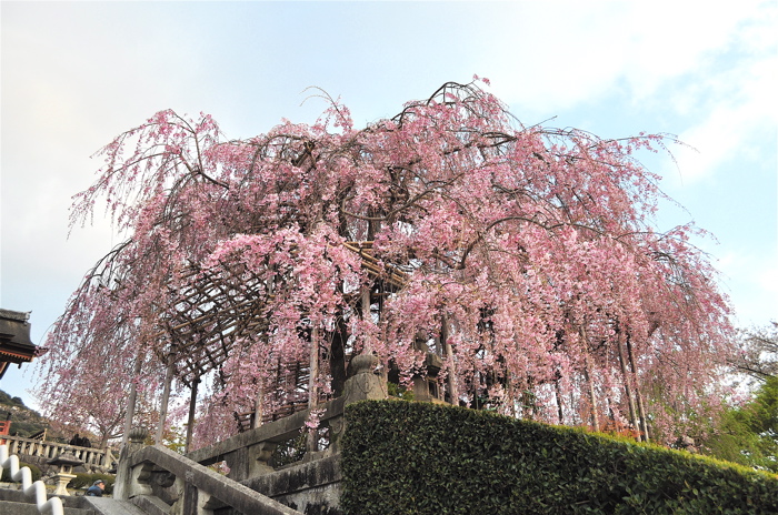 清水の枝垂桜。_e0125762_238114.jpg