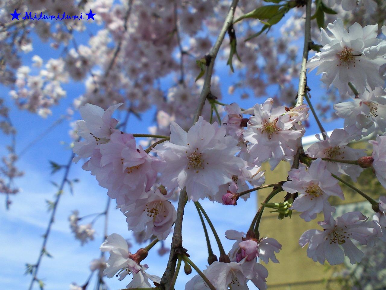 4月17日　ミツサンポ　桜輝く日_e0223862_16584822.jpg