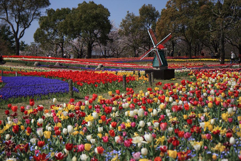 　　木曽三川公園のチューリップ祭　２０１１_f0129465_5225575.jpg