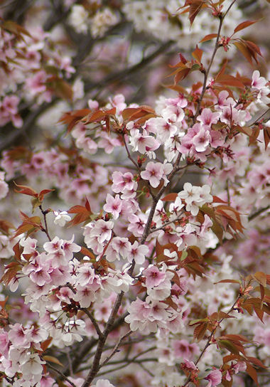 今年の桜♪_a0039366_172944.jpg