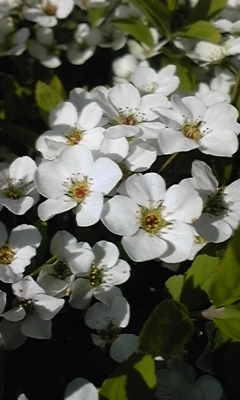e0143667_72134.jpg