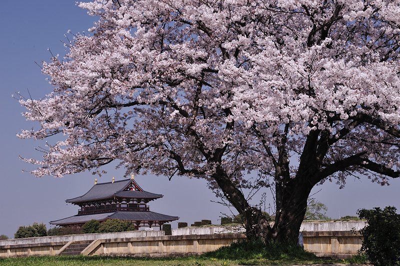 奈良市 平城宮跡の桜 1 残していきたいもの 奈良市 平城宮跡の桜 1 残していきたいもの