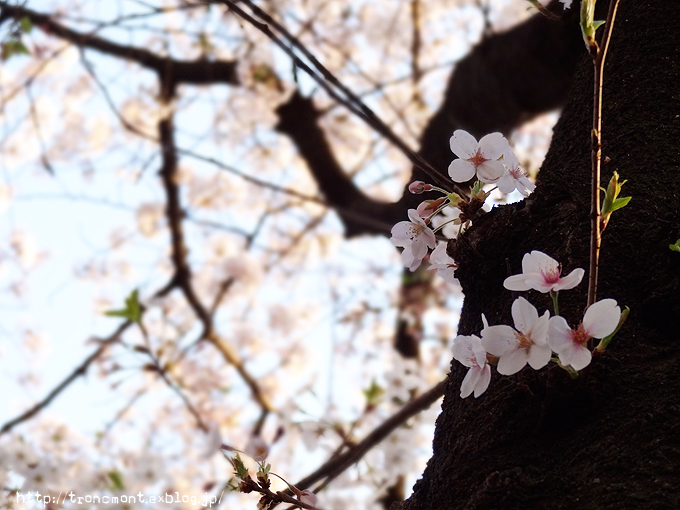 日本の桜。_f0202170_23335739.jpg