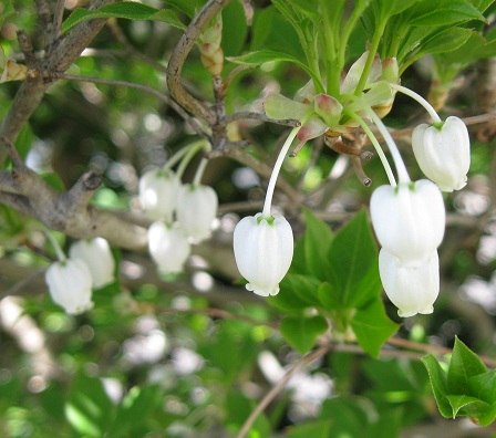 黄色カタクリの開花、そしてスズランの花芽♪_d0048472_2355251.jpg