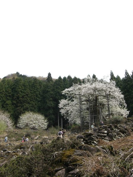 2年越しにサクラサク＠樽見の大桜_f0200373_2323028.jpg