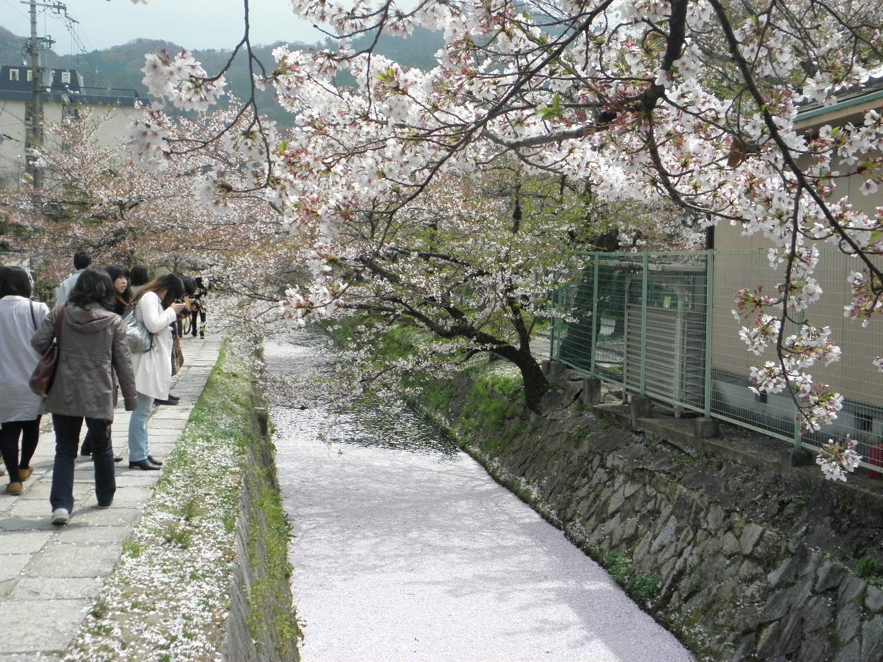 京都の桜_b0034574_19303986.jpg