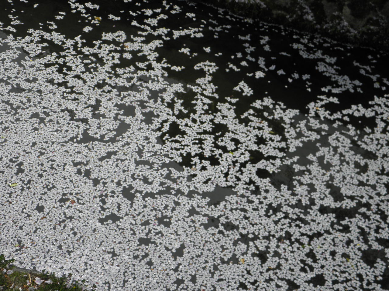 京都の桜_b0034574_19305985.jpg